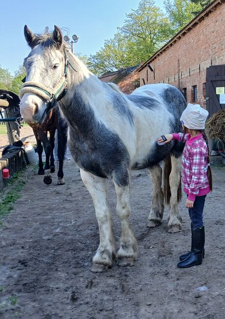 Tinker Mix Wallach Porzelanschecke Irish Cob, S. S., Horses For Sale, Wittstock , Image 2