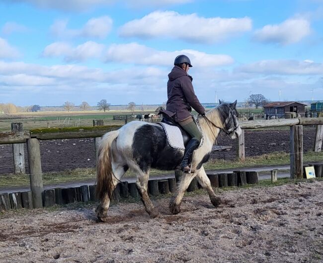 Tinker Mix Wallach Porzelanschecke Irish Cob, S. S., Horses For Sale, Wittstock , Image 4