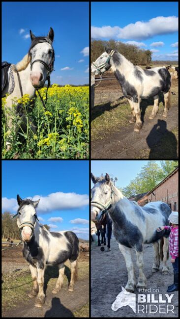 Tinker Mix Wallach Porzelanschecke Irish Cob, S. S., Horses For Sale, Wittstock , Image 8