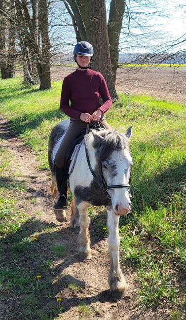 Tinker Mix Wallach Porzelanschecke Irish Cob, S. S., Horses For Sale, Wittstock , Image 3