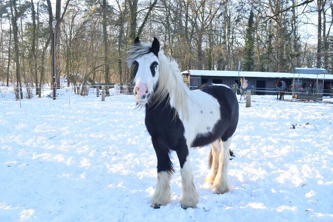 Tinker Wallach geritten und gefahren, Tanja Künstner , Horses For Sale, Sassenberg , Image 7