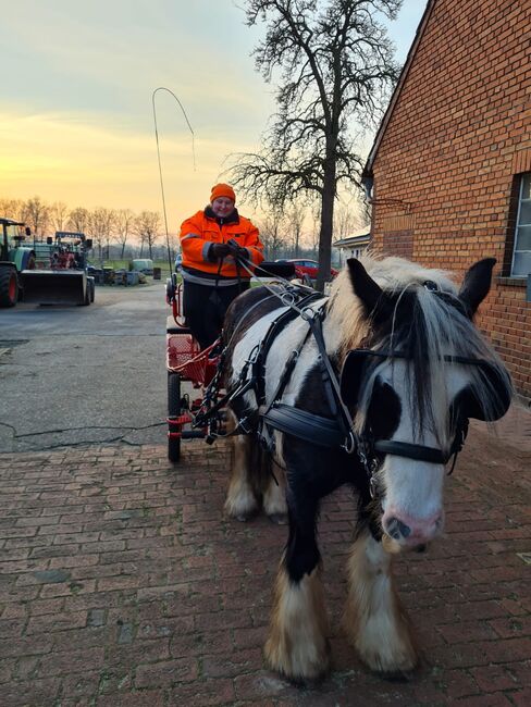 Tinker Wallach geritten und gefahren, Tanja Künstner , Horses For Sale, Sassenberg , Image 9