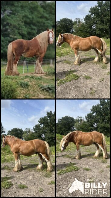 Tinker Wallach, Amelie, Horses For Sale, Potsdam, Image 5