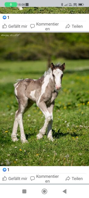 Tinker Hengst Fohlen, Emse, Horses For Sale, Budjadingen 