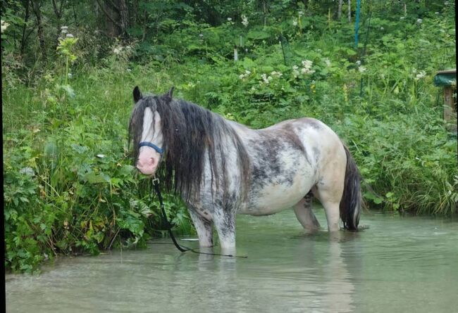 Tinker Stute 135cm geritten in Sonderfarbe blue blagdon (roan-blue), Manuela Eichenmüller , Horses For Sale, Reiflingviertel, Image 3