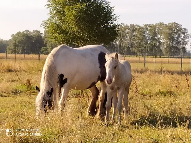 Tinkerstute - Zucht - geritten - gefahren, Familie, Horses For Sale, Rahden