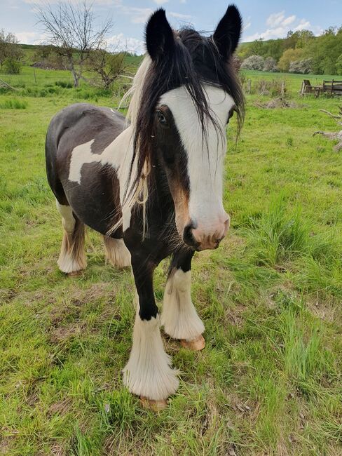 Tinker Stuten, Tina Naumann , Horses For Sale, Kyffhäuserland , Image 7