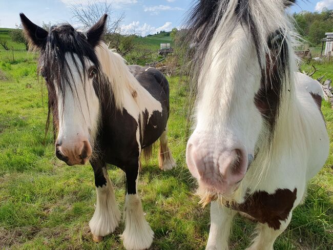 Tinker Stuten, Tina Naumann , Horses For Sale, Kyffhäuserland , Image 13