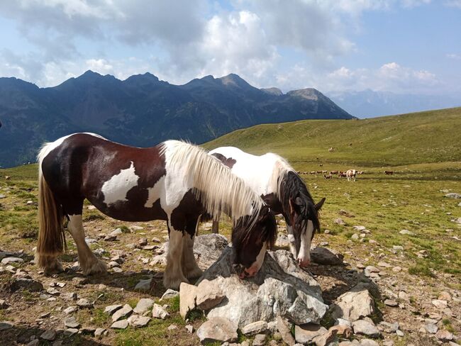 Tinkerstute, Kemmer Michaele, Horses For Sale, Stall, Image 5