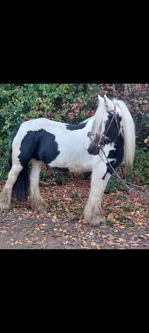 Tinkerstute, Privat , Horses For Sale, Schweinfurt, Image 2