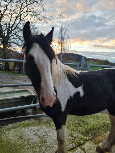 Tinker Stute, Sabrina, Horses For Sale, Oberscherli, Image 5