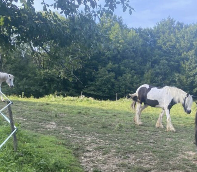 Tinker Stute Ponita, Oberaigner , Horses For Sale, Weiten, Image 4