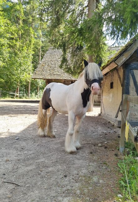 Tinker Stute 115cm 7 Jahre, Manuela Eichenmüller , Pferd kaufen, Reiflingviertel