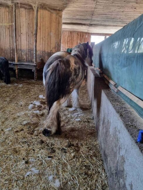 Tinker Stute 135cm geritten, Manuela Eichenmüller , Pferd kaufen, Reiflingviertel, Abbildung 2