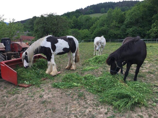 Tinker Stute Ponita, Oberaigner , Pferd kaufen, Weiten, Abbildung 7