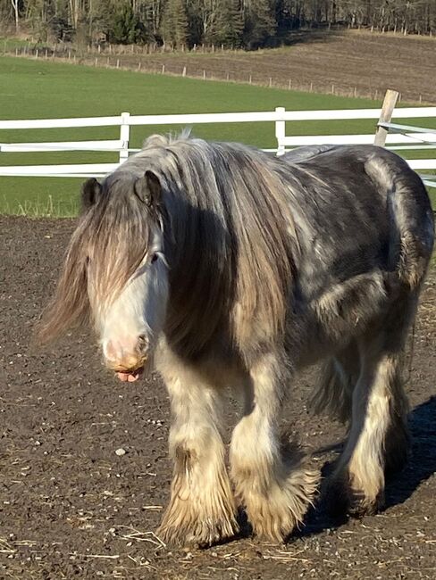 Tinker Wallach 9 Jahre, D. Turk, Horses For Sale, Herscheid, Image 4