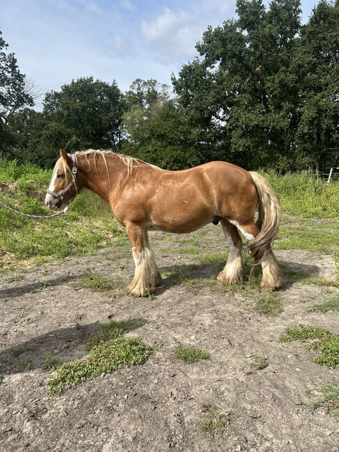 Tinker Wallach, Amelie, Horses For Sale, Potsdam, Image 2