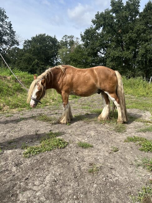 Tinker Wallach, Amelie, Horses For Sale, Potsdam, Image 4