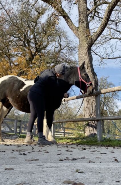 Tinker-Warmblut sucht Seelenpartner*in, Valentina Lintneer, Horses For Sale, Steyr, Image 7