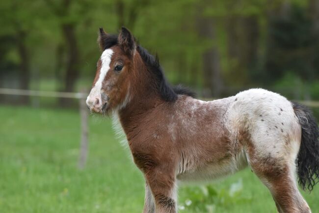 Tinkerfohlen, Emse, Horses For Sale, Budjadingen , Image 4