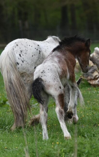 Tinkerfohlen, Emse, Horses For Sale, Budjadingen 