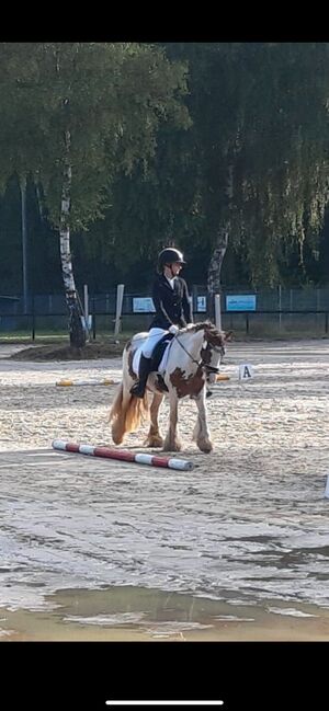 Tinker Wallach / Freitzeitpony /Therapiepony, Alina , Pferd kaufen, Koblenz, Abbildung 7