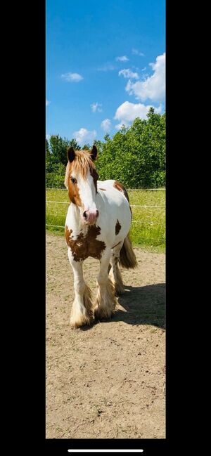 Tinker Wallach / Freitzeitpony /Therapiepony, Alina , Pferd kaufen, Koblenz, Abbildung 14