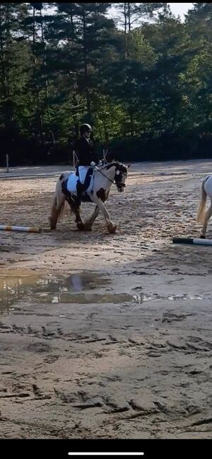Tinker Wallach / Freitzeitpony /Therapiepony, Alina , Pferd kaufen, Koblenz, Abbildung 8