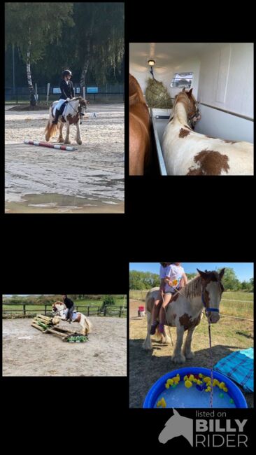 Tinker Wallach / Freitzeitpony /Therapiepony, Alina , Pferd kaufen, Koblenz, Abbildung 17