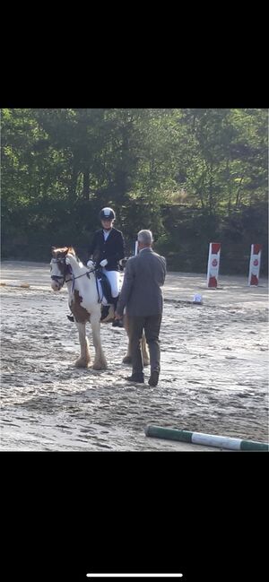 Tinker Wallach / Freitzeitpony /Therapiepony, Alina , Pferd kaufen, Koblenz, Abbildung 4