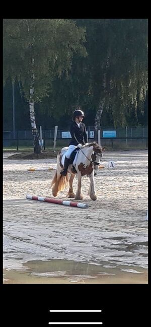 Tinker Wallach / Freitzeitpony /Therapiepony, Alina , Pferd kaufen, Koblenz