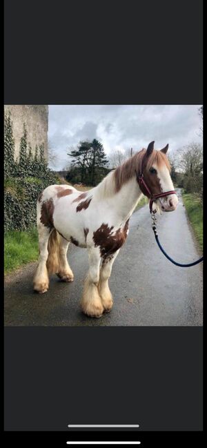 Tinker Wallach / Freitzeitpony /Therapiepony, Alina , Pferd kaufen, Koblenz, Abbildung 13
