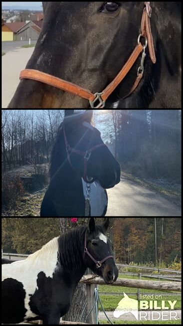 Tinker Warmblut Stute, Valentina Lintneer, Horses For Sale, Steyr, Image 4