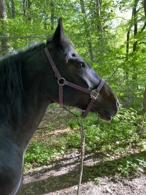 Tinker Warmblut Stute, Valentina Lintneer, Horses For Sale, Steyr, Image 5