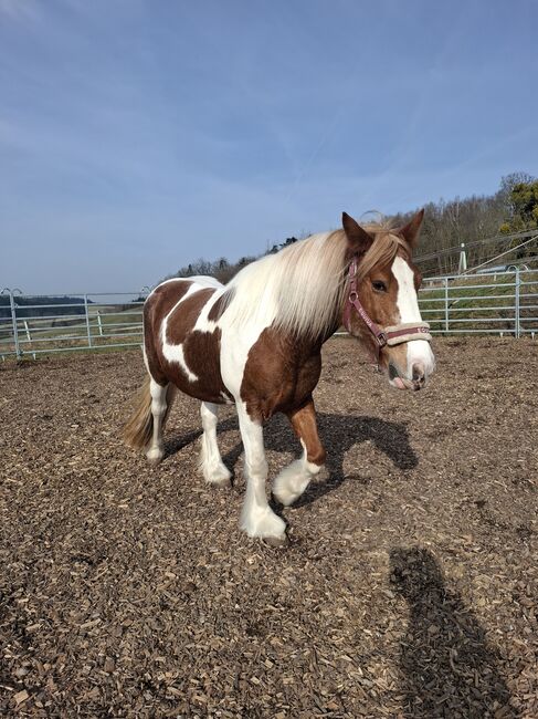 Tinker Warmblut Mix Stute, Alexandra Wetzlmair , Horses For Sale, Pichl bei wels