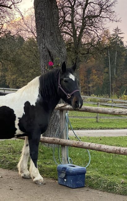 Tinker-Warmblut Stute sucht Herzensmensch, Valentina Lintneer, Horses For Sale, Steyr, Image 2