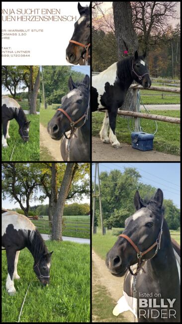 Tinker-Warmblut Stute sucht Herzensmensch, Valentina Lintneer, Horses For Sale, Steyr, Image 5