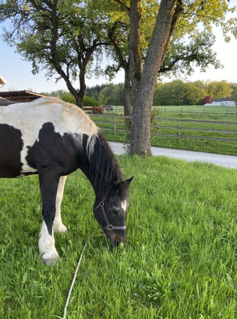 Tinker-Warmblut Stute sucht Herzensmensch, Valentina Lintneer, Horses For Sale, Steyr, Image 3