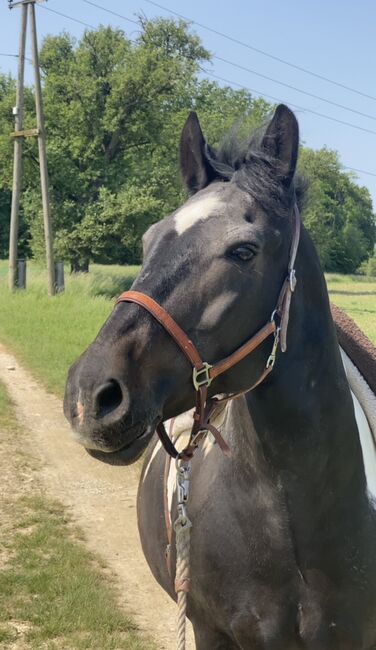 Tinker-Warmblut Stute sucht Herzensmensch, Valentina Lintneer, Horses For Sale, Steyr, Image 4