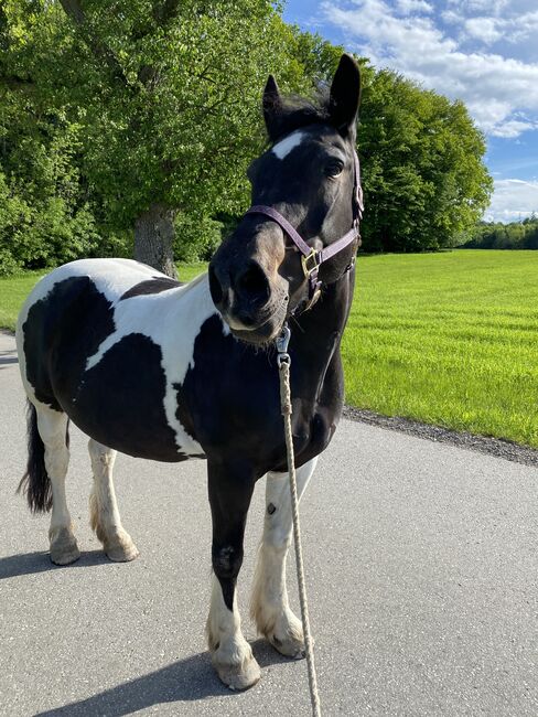 Tinker-Warmblut sucht Seelenpartner*in, Valentina Lintneer, Horses For Sale, Steyr, Image 5