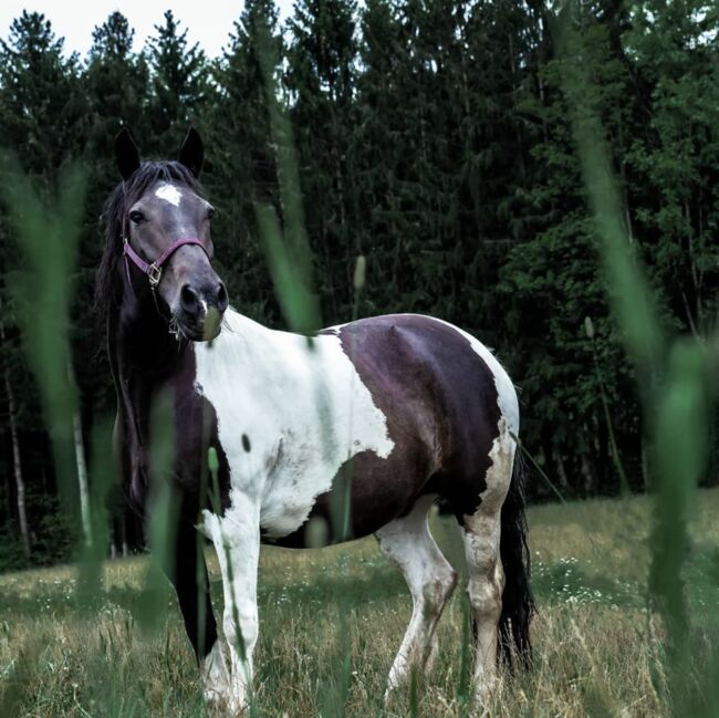 Tinker-Warmblut sucht Seelenpartner*in, Valentina Lintneer, Konie na sprzedaż, Steyr