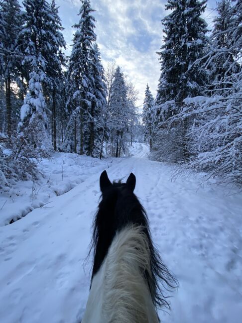 Tinker-Warmblut sucht Seelenpartner*in, Valentina Lintneer, Konie na sprzedaż, Steyr, Image 6