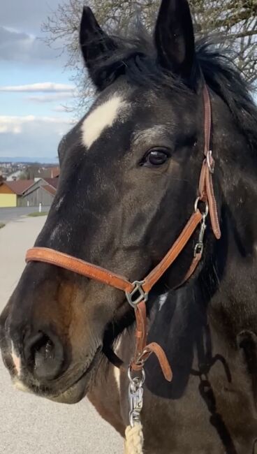 Tinker-Warmblut sucht Seelenpartner*in, Valentina Lintneer, Pferd kaufen, Steyr, Abbildung 4