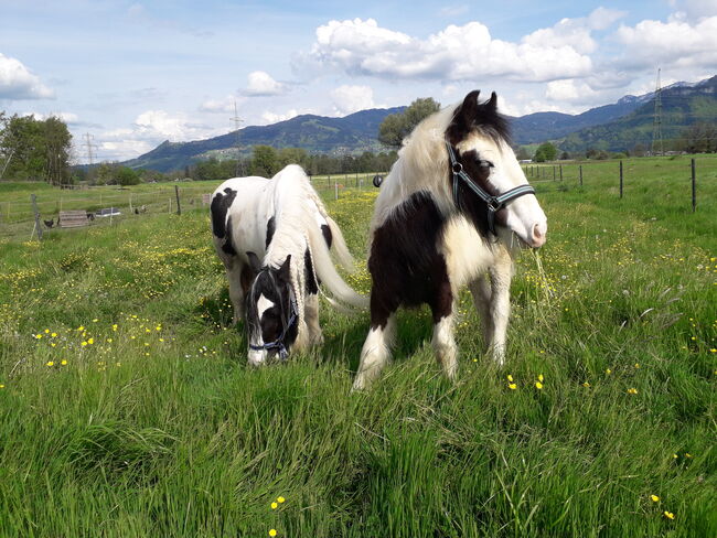 TINKERHENGSTFOHLEN, Claudia Deflorian , Pferd kaufen, Lustenau 