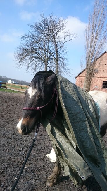Tinker-Mix Stute, Tine, Horses For Sale, Lehre , Image 4
