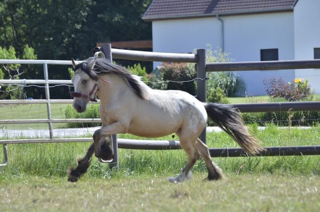 Tinkermix Hengstfohlen, Alexandra, Konie na sprzedaż, Ebersheim 