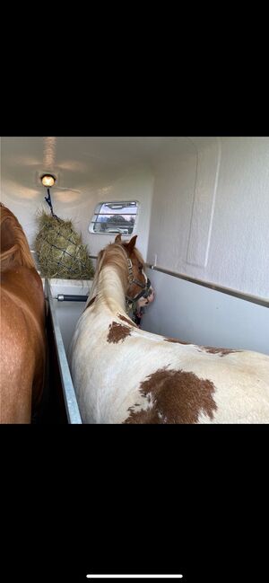Tinker Wallach / Freitzeitpony /Therapiepony, Alina , Horses For Sale, Koblenz, Image 3