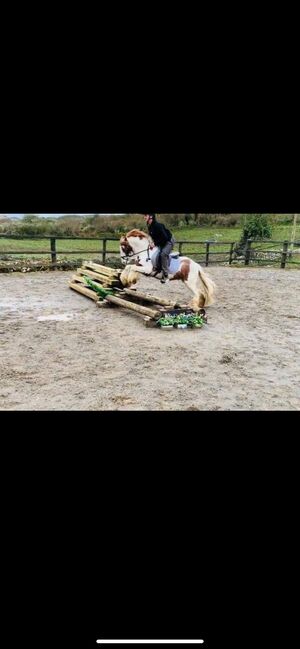Tinker Wallach / Freitzeitpony /Therapiepony, Alina , Horses For Sale, Koblenz, Image 6