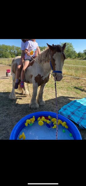 Tinker Wallach / Freitzeitpony /Therapiepony, Alina , Horses For Sale, Koblenz, Image 12