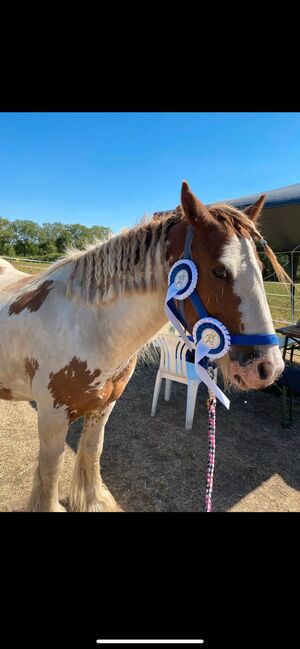 Tinker Wallach / Freitzeitpony /Therapiepony, Alina , Horses For Sale, Koblenz, Image 15
